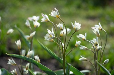 Tulip turkestanica,botanical tulips, tulip species, rock garden tulips in the botanical garden.