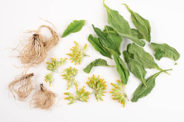 Dried roots, leaves and flowers of common cowslip, Primula veris, isolated on white background, top view.