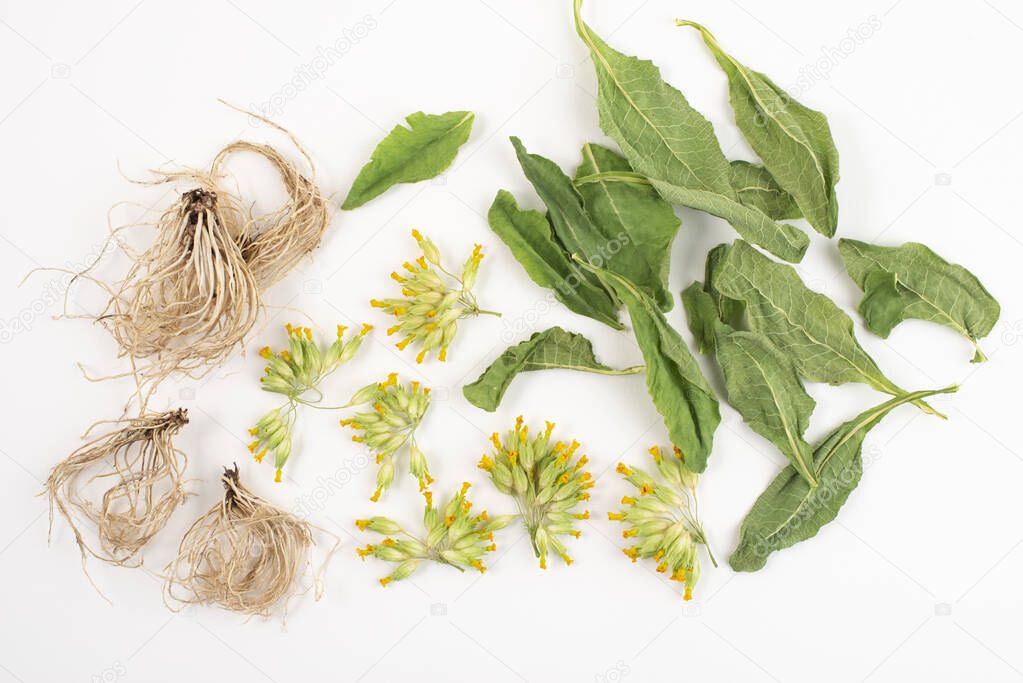 Dried roots, leaves and flowers of common cowslip, Primula veris, isolated on white background, top view.