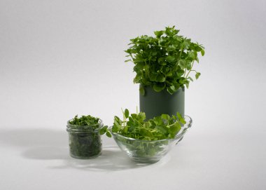 Yaygın civciv otu, Stellaria medyası, beyaz arka planda izole. Sağlıklı yemek, alternatif tıp ve güzellik ürünleri için kullanılan bitki..