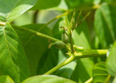 Ağaçta genç cevizler var. Ceviz ağacı dalı.