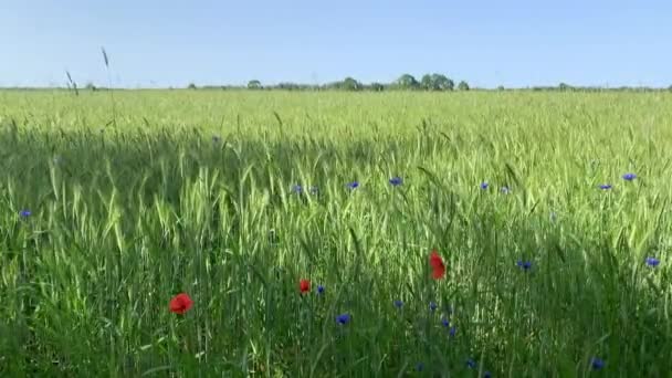 Green Wheat Field Poppies Cornflowers High Quality Footage — 비디오