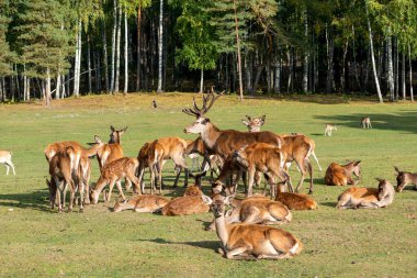 Kızıl geyik, Cervus Elaphus, otlakta duran sürü. Etrafı dişi hayvanlarla çevrili bir erkek hayvan. Güneşli sonbahar, sonbahar günü