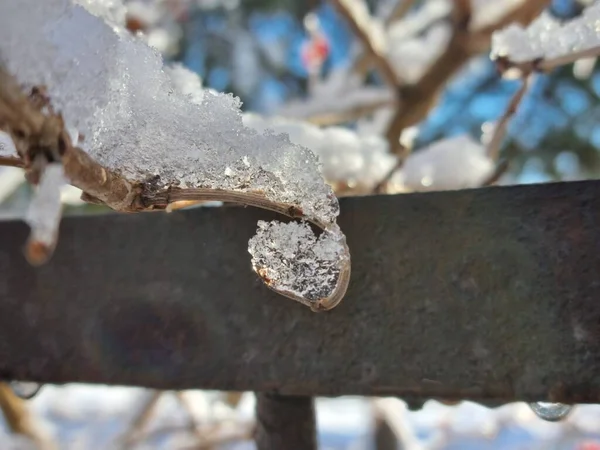 Winterlandschap Een Tak Bedekt Met Sneeuw Natuur Gouden Verhouding Ijsboom — Stockfoto