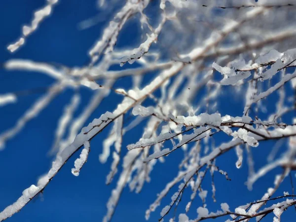 Ramas Cubiertas Nieve Árbol Helado Contra Cielo Azul Naturaleza Bodegón — Foto de Stock