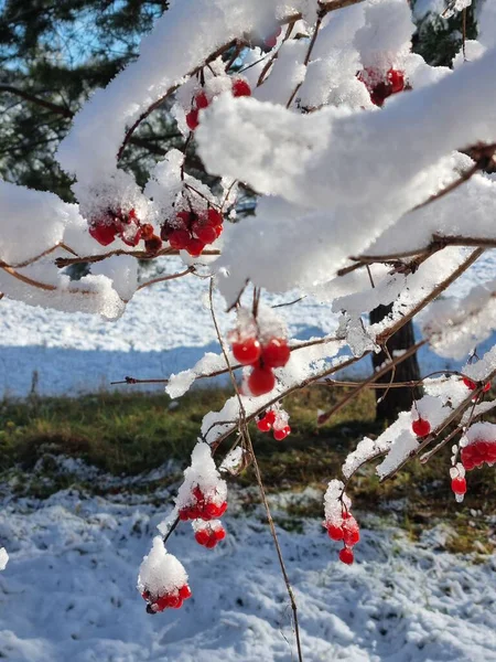Stilleven Winterlandschap Een Tak Bedekt Met Sneeuw Rode Bessen Van — Stockfoto