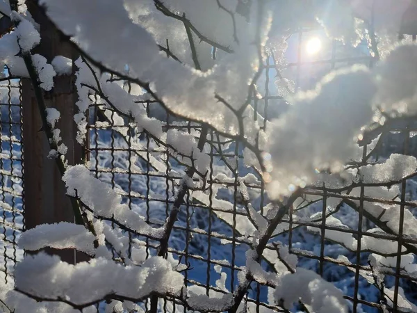 Zonnige Dag Winter Sneeuwkappen Dunne Verstrengelde Takken Scherm Steelt Cellen — Stockfoto