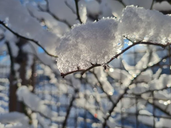 Winter Vibes Sneeuw Takken Een Boom Tegen Een Blauwe Lucht — Stockfoto