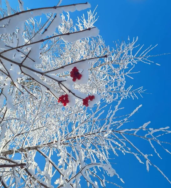 Rode Bessen Van Viburnum Tegen Een Blauwe Lucht Prachtig Winterlandschap — Stockfoto