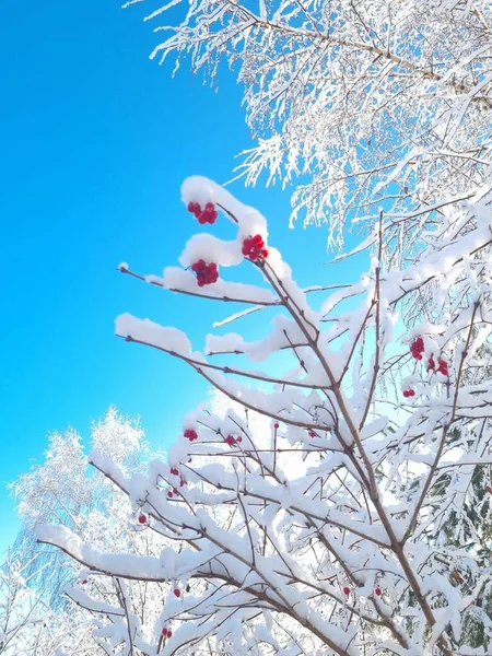 Wvintervibes Prachtig Winterlandschap Met Sneeuw Bedekte Takken Rode Bessen Van — Stockfoto