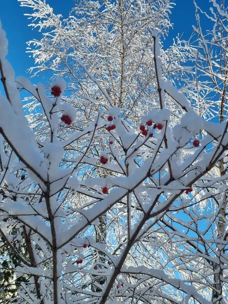Prachtig Winterlandschap Met Sneeuw Bedekte Takken Rode Bessen Van Viburnum — Stockfoto