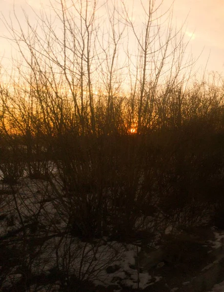 Bush Zweige Vor Dem Hintergrund Der Aufgehenden Sonne Gelber Himmel — Stockfoto