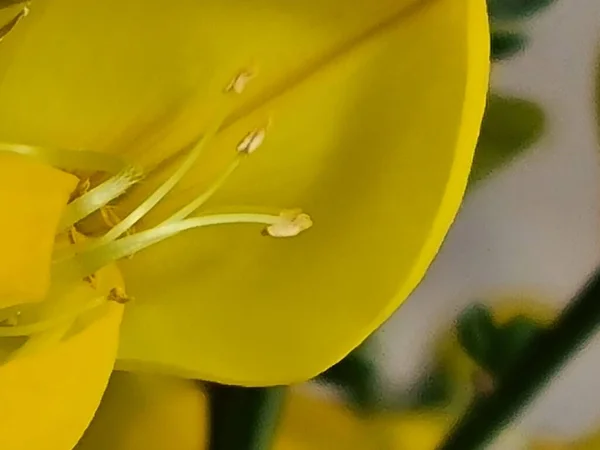 Aesthetics of nature. Close-up. Flower backdrops. Bud, petals, gentle lines. Blossom of  yellow acacia. Spring vibes.