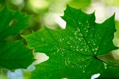 akçaağaç yaprağı