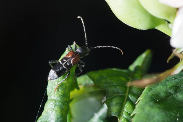 Kever op het blad — Stockfoto