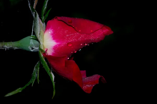 Rote Rose — Stockfoto