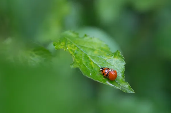 Ladybugs the lovers — Stock Photo, Image
