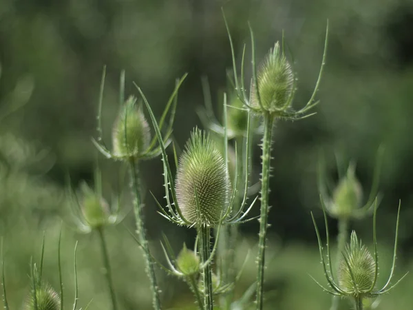 Yeşil çalı — Stok fotoğraf