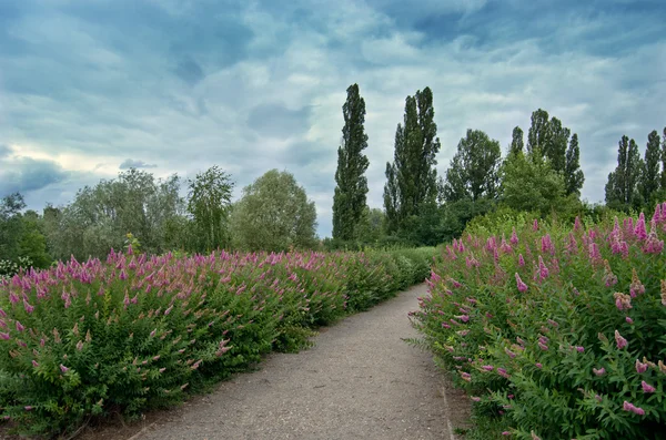 Scenery of Blooming violet spirea — Stock Photo, Image