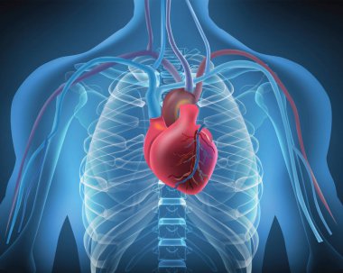 The physical health for chest and heart ,cordiovascular disease ,vector image