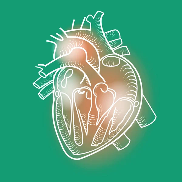 line drawing heart muscle,vector design image