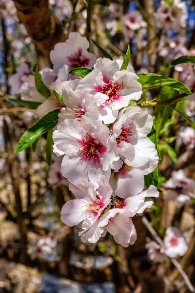Pink Flowers Almond Tree Branch — Stock Photo, Image