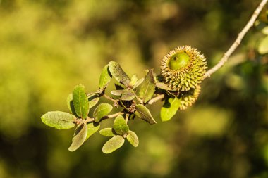 Yeşil meşe palamudu ve yapraklı bir meşe dalı.