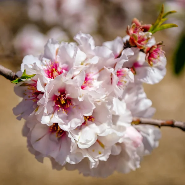 Pink Flowers Almond Tree Branch — Stock Photo, Image