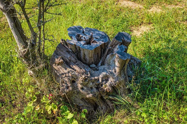 Starý Pařez Stromu Pozadí Zelené Trávy — Stock fotografie