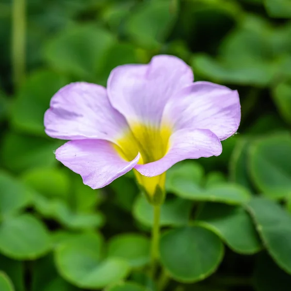 Oxalis Růžová Květina Zblízka Zeleném Pozadí — Stock fotografie