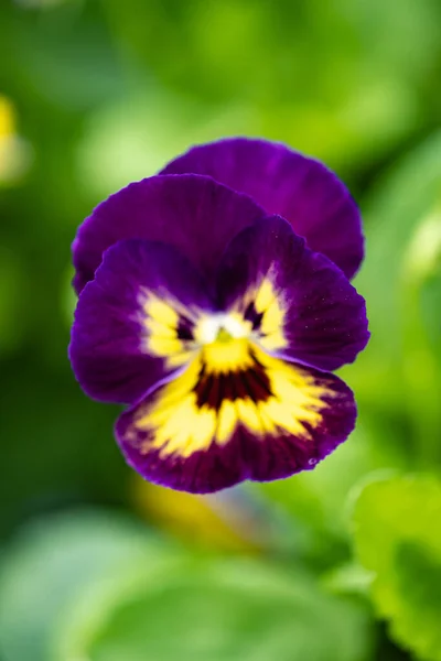 Violet Pansy Flower Green Background — Stock Photo, Image
