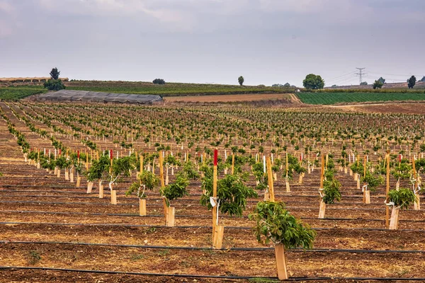 Vista Panorámica Plantación Con Plántulas Mango —  Fotos de Stock