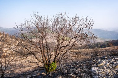 Yeni yeşil dalları olan yanmış bir ağaç..