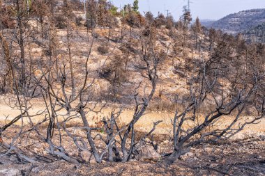 İsrail, Kudüs yakınlarında orman üstüne orman yangınları.