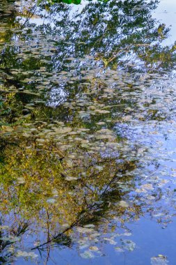 Sudaki ağaç yapraklarının yansımasından soyut görünüm.