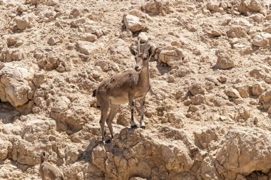 Genç Nubian dağ keçisi ya da Capra Nubiana, vahşi bir çöl keçisi..