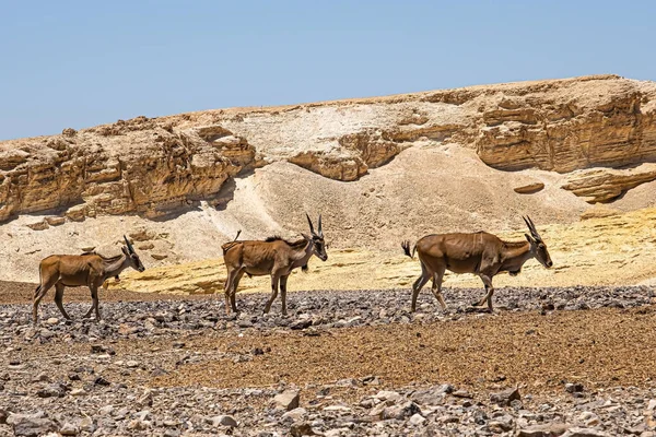Troupeau Antilopes Dans Désert Néguev Israël — Photo