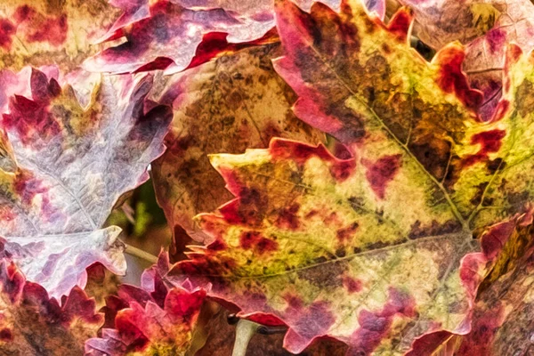 Abstract View Autumn Vine Leaves — Fotografia de Stock