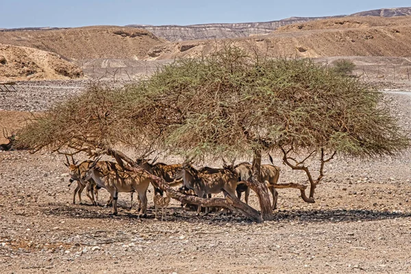 Troupeau Antilopes Cache Chaleur Sous Les Arbres Dans Désert — Photo