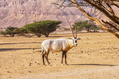 Hay-Bar Yotvata Doğa Koruma Alanında Gemsbok veya Oryx ceylanı, İsrail.