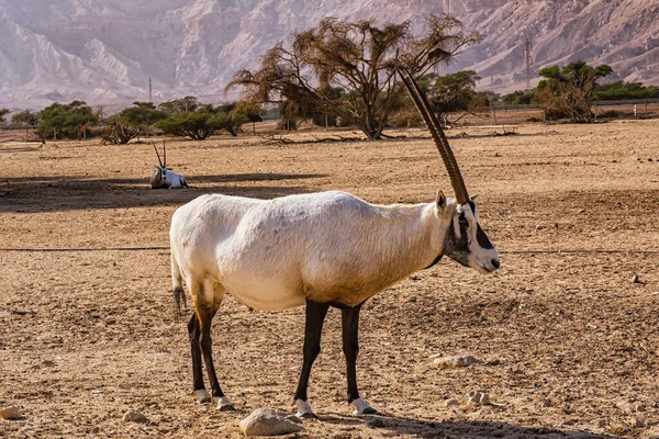 Hay Bar Yotvata Doğa Koruma Alanında Gemsbok Veya Oryx Ceylanı — Stok fotoğraf