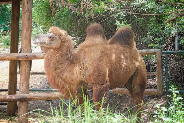 Safari Parkı 'ndaki Bactrian devesi, Ramat Gan, İsrail.