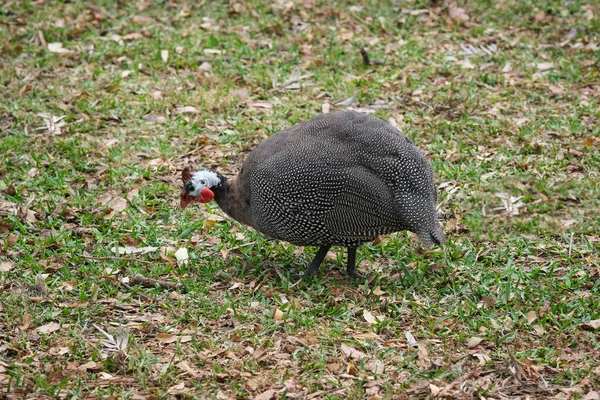 Gehelmde Guineafuil Numida Meleagris Een Inheemse Afrikaanse Vogel Vaak Gedomesticeerd — Stockfoto