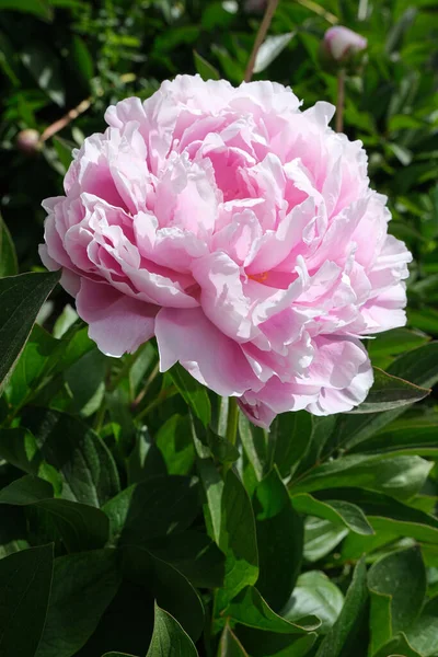 Pink Peony Flower Background Green Leaves — Stock Photo, Image