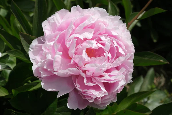 Pink Peony Flower Background Green Leaves — Stock Photo, Image