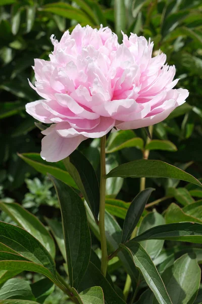 Pink Peony Flower Background Green Leaves — Stock Photo, Image