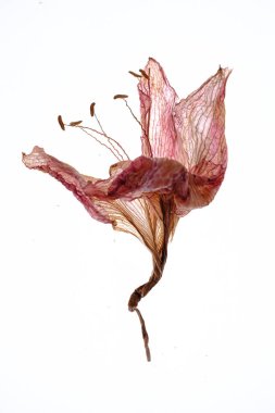 Beyaz arka planda kurumuş Amaryllis çiçeği.