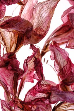 Beyaz arka planda kurumuş Amaryllis çiçekleri.