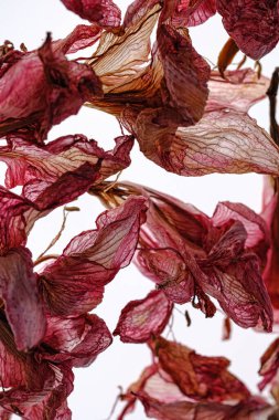 Beyaz arka planda kurumuş Amaryllis çiçekleri.