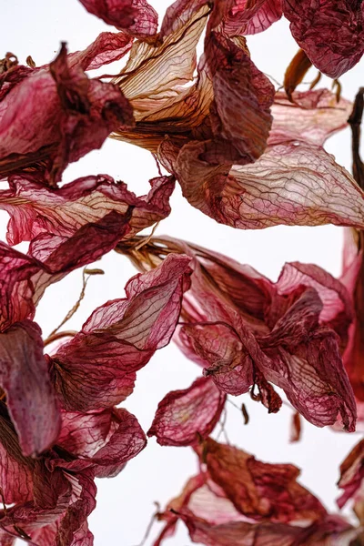 Beyaz arka planda kurumuş Amaryllis çiçekleri.
